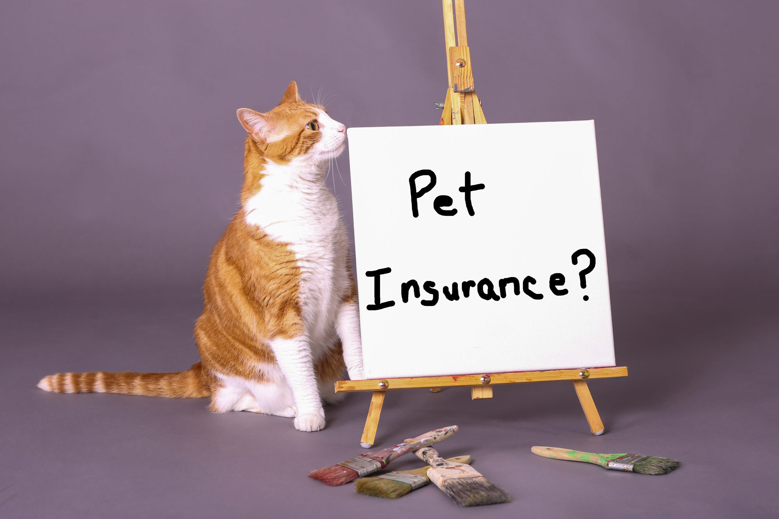 Pros and cons of pet insurance