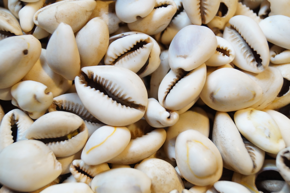How cowry shells changed the world of money